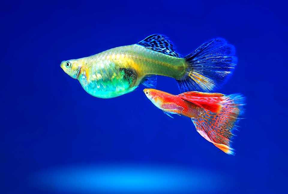 Pesci colorati
