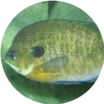 L'immagine mostra la foto di un pesce