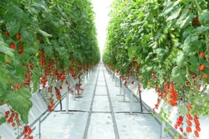 Impianto acquaponica per coltivazione pomodori 3