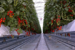 La foto mostra un impianto di coltivazione di pomodori in serra 1