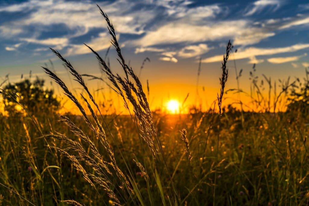 Immagine di sole e grano all'aperto