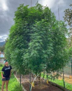 La Cannabis Sativa ad Uso industriale che diventa un albero.