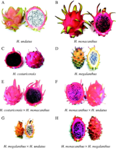 Scheda del dragon fruit